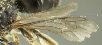 Media type: image;   Entomology 610475 Aspect: wing